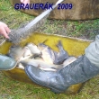 V�lovy v roce 2009